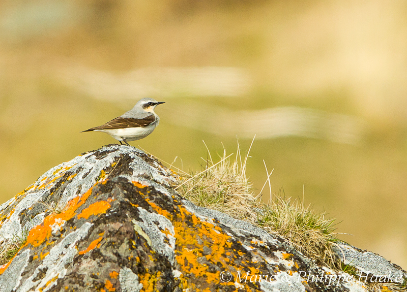 Traquet motteux 1942.jpg - Traquet motteux, Oenanthe oenanthe, Northern Wheatear (Nesseby, Norvège, juin 2012)